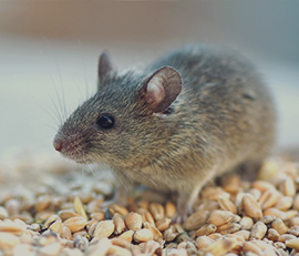Pestwise NZ