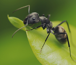 Pestwise NZ