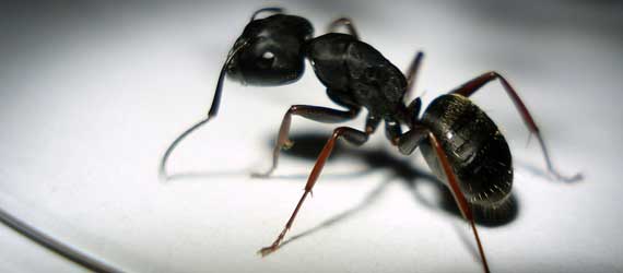 Pestwise NZ