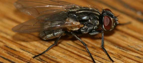 Fly Control Auckland
