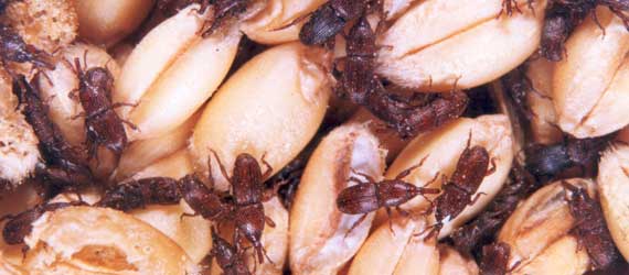 Pestwise NZ