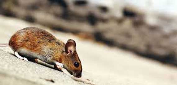 Rodent Control Auckland 