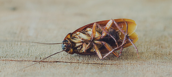 Cockroaches Control Auckland