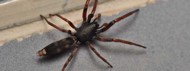 Pestwise NZ